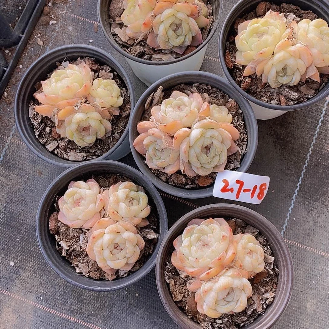 2.7-18-玛奇朵群福利尾货一颗 量拍