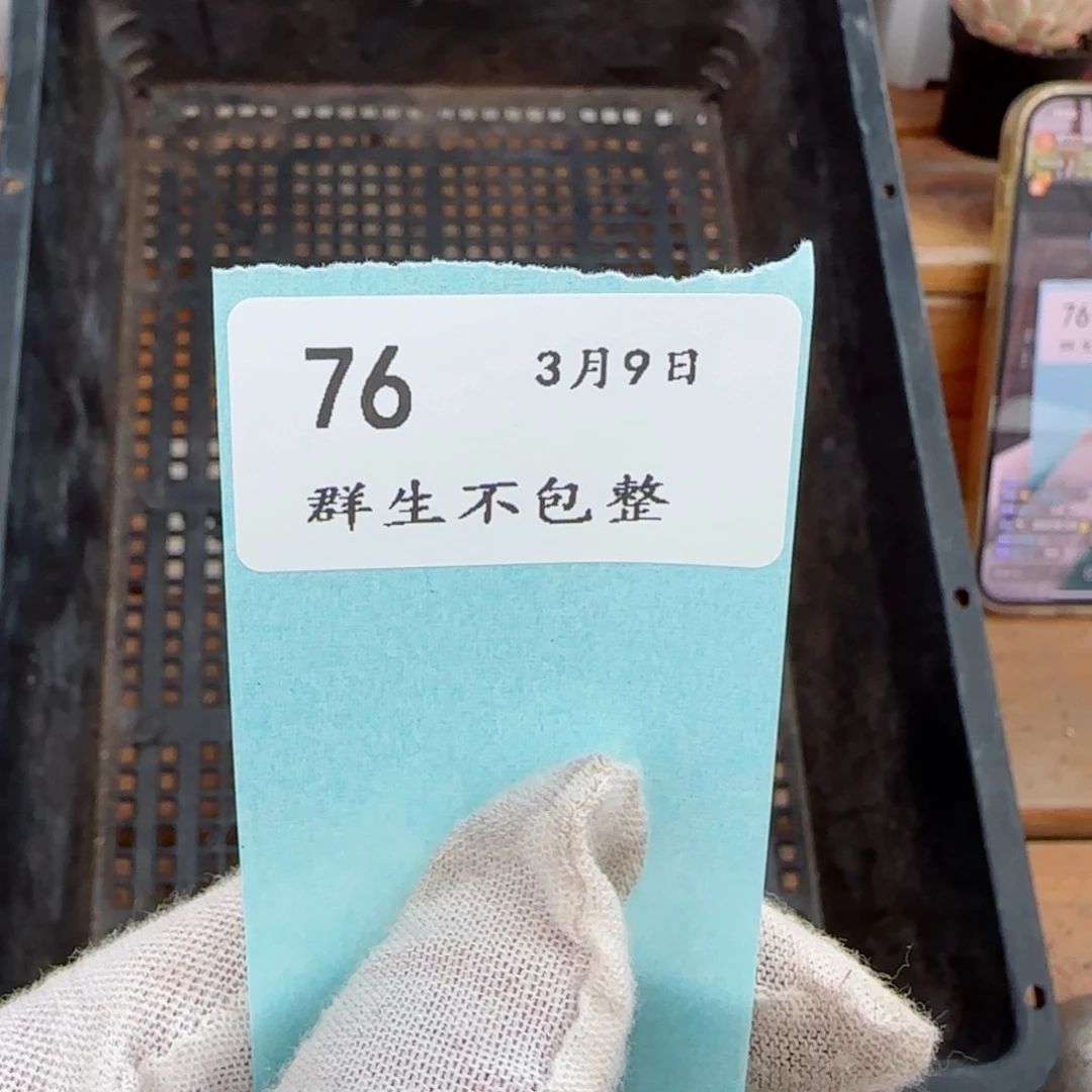 框拍框拍0309-76盲拍16颗单双混合