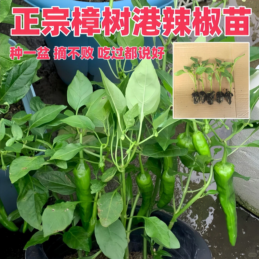 正宗樟树港辣椒苗原产地现挖湖南特色优质辣椒苗根粗壮易活耐寒