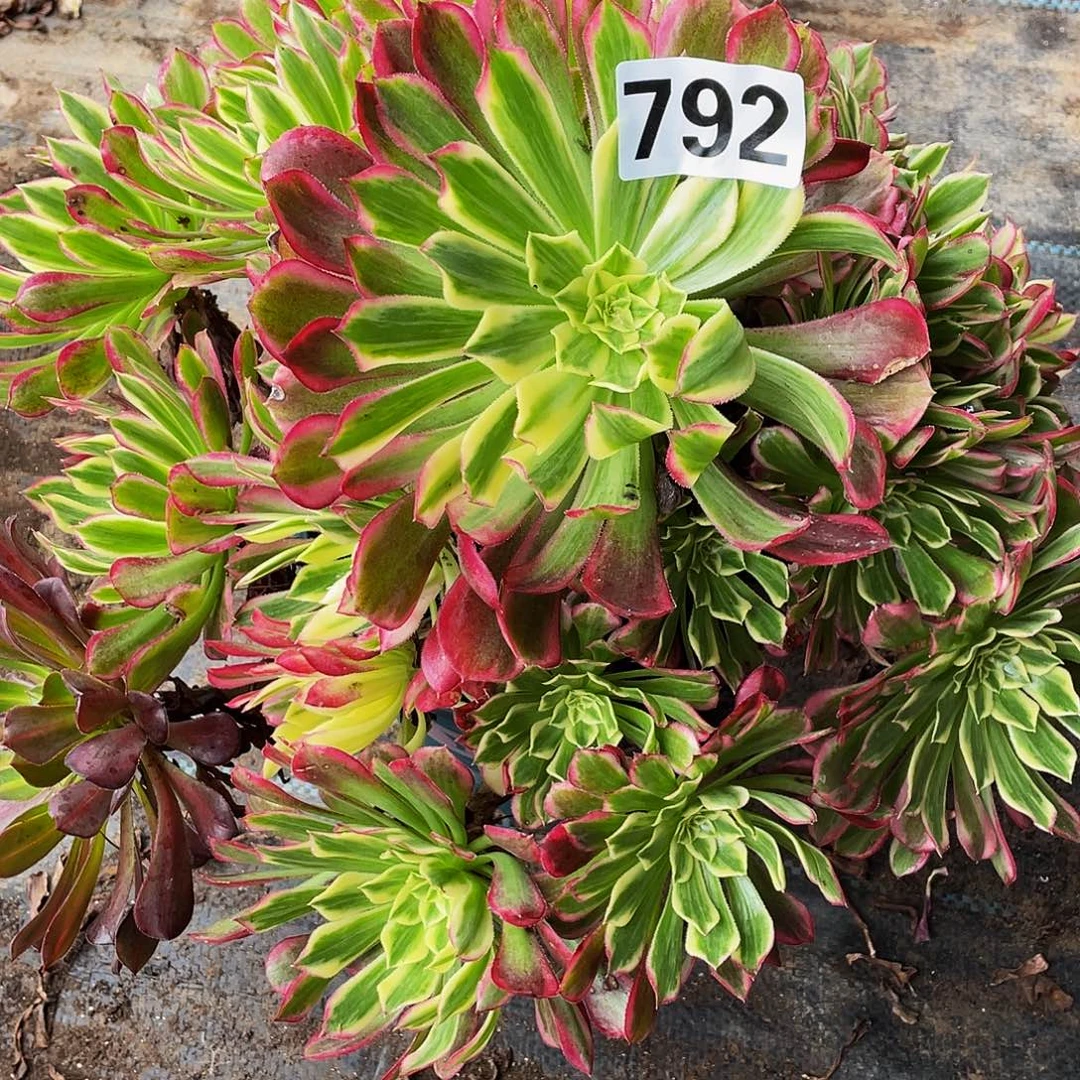 多肉法师792号天合发货不包损