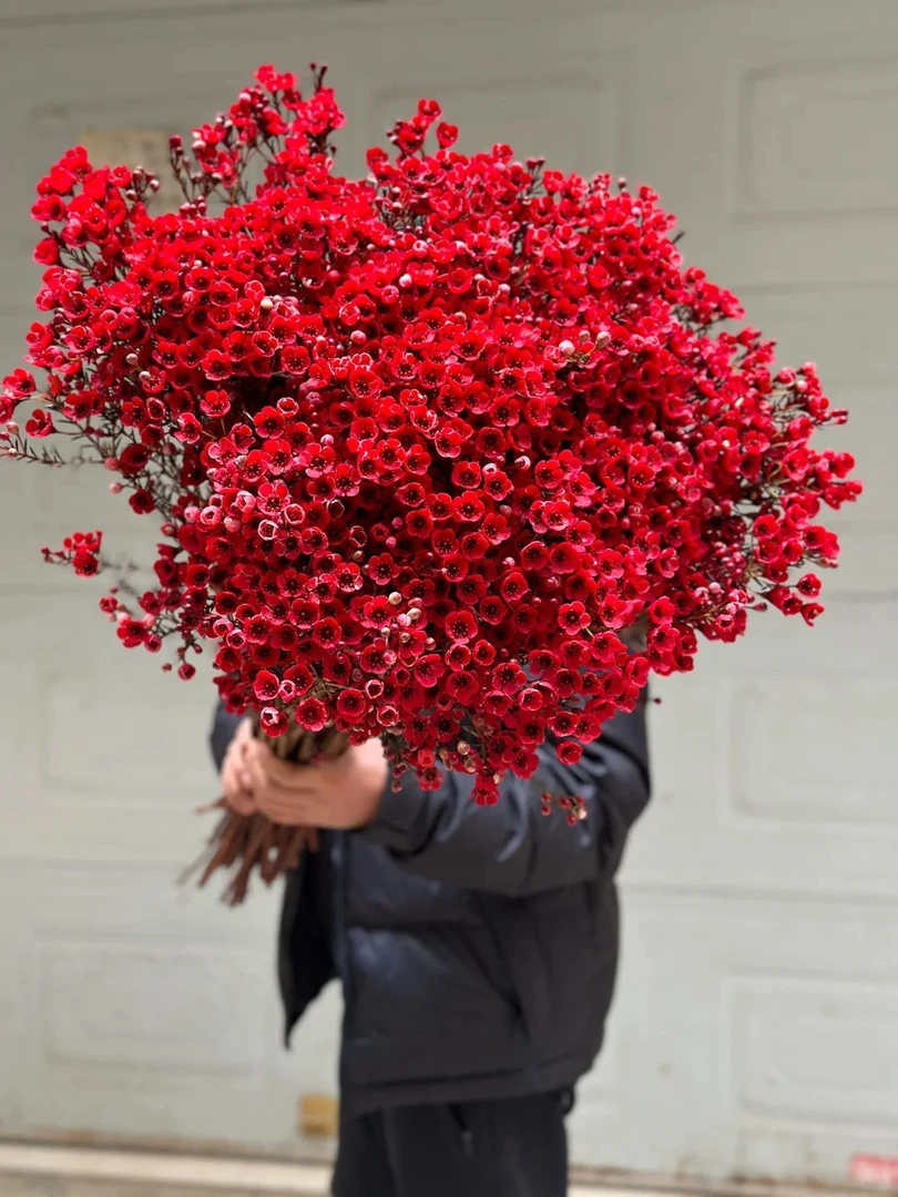 鲜花 红色腊梅1扎（吸色）  任意两单包邮