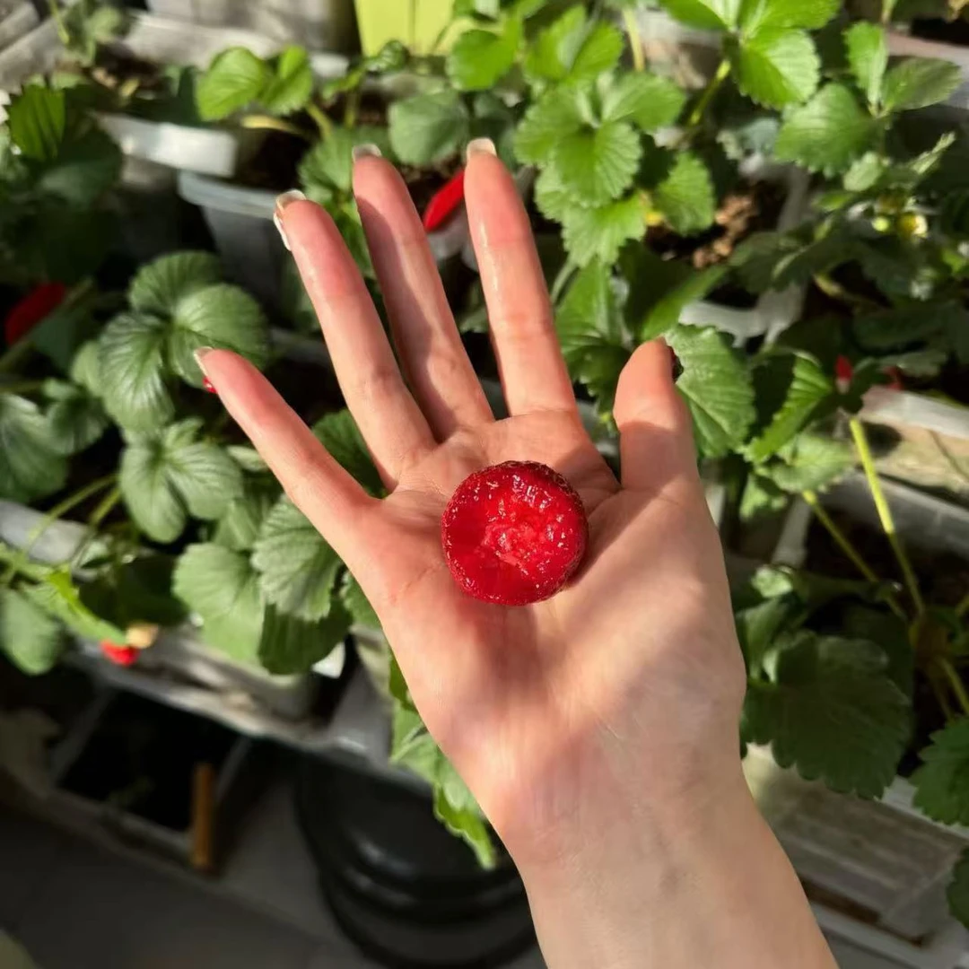 黑草莓系列草莓苗露天对版发南北方盆栽地栽新手小咸菜的草莓苗