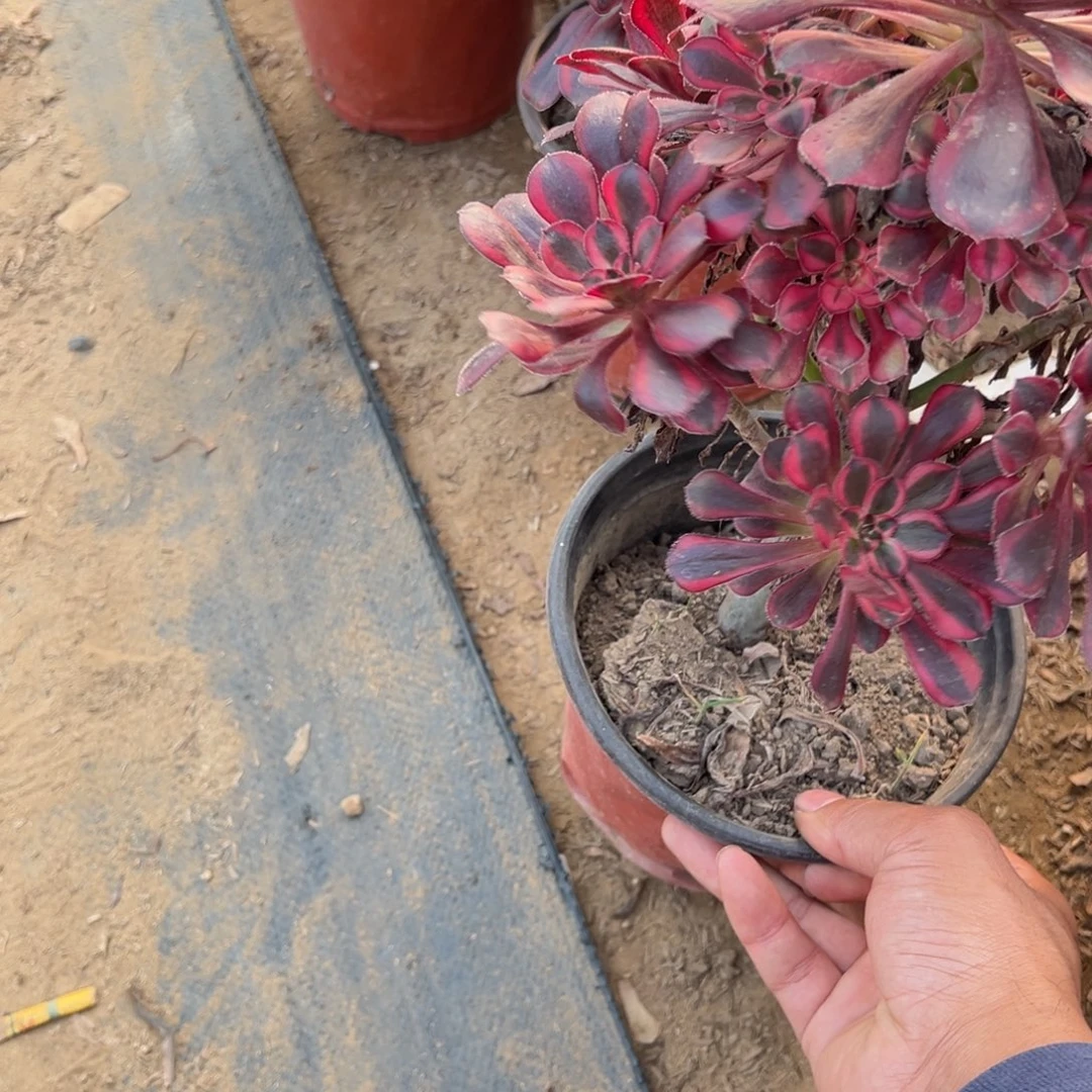 333香内儿多肉植物法师