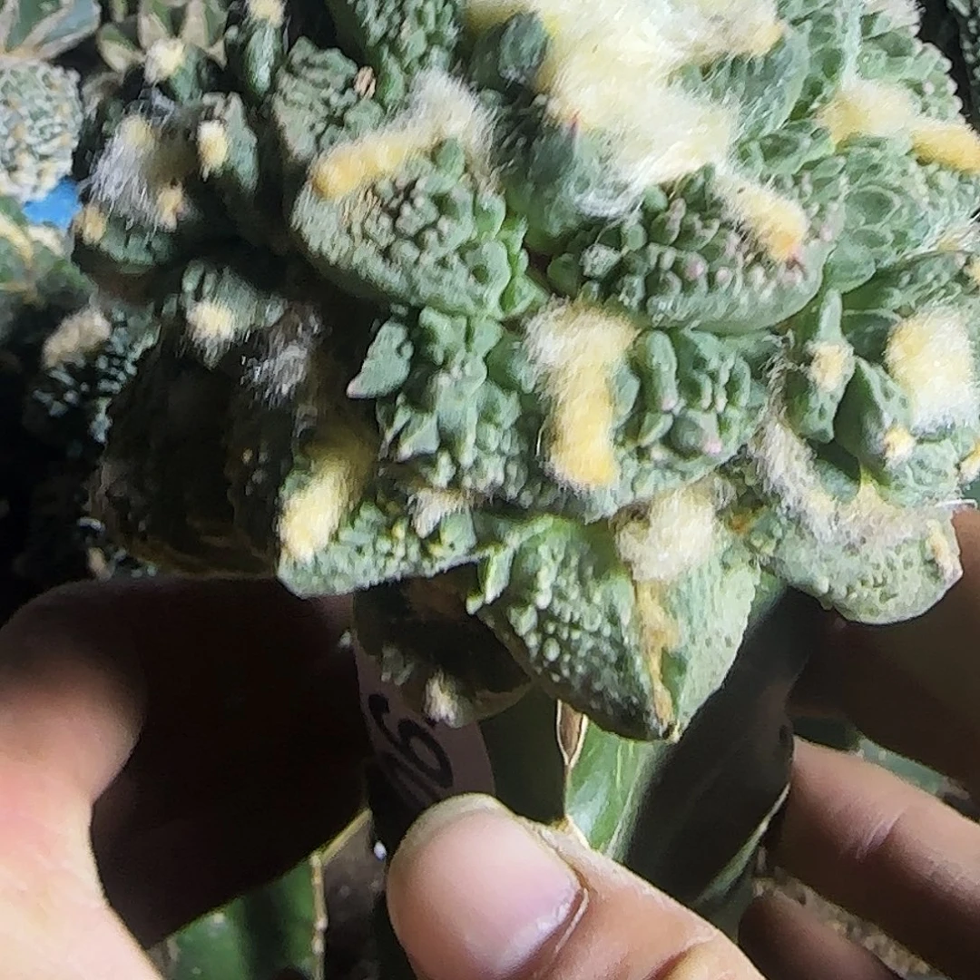龟甲怒064仙人球开花