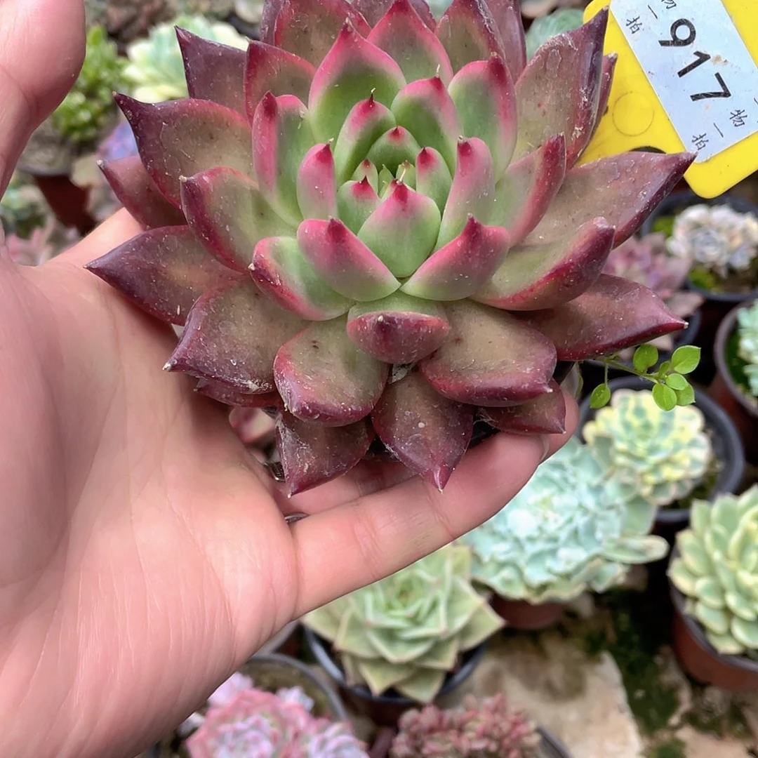 ＆***追917号多肉植物盆栽