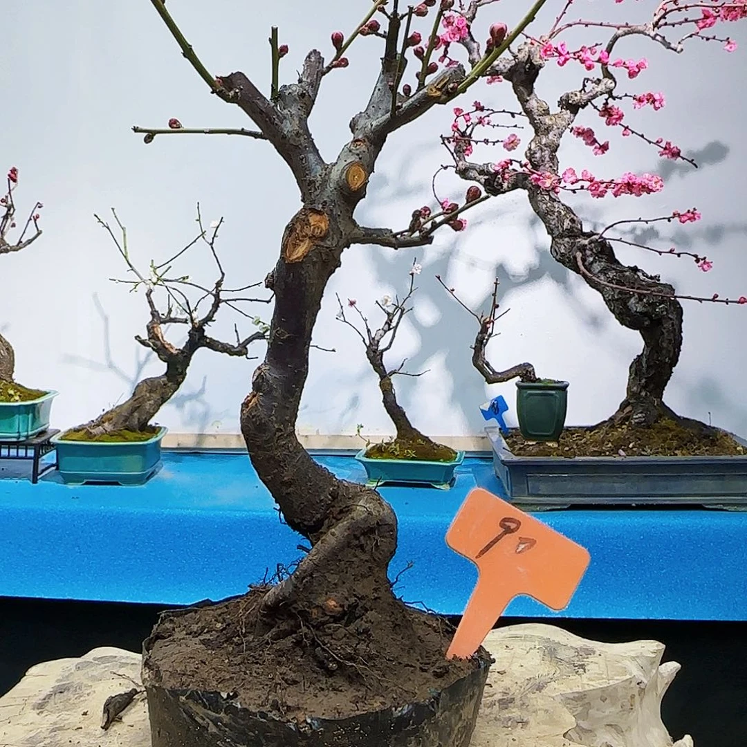 无铅玻璃土*强d ghi l l