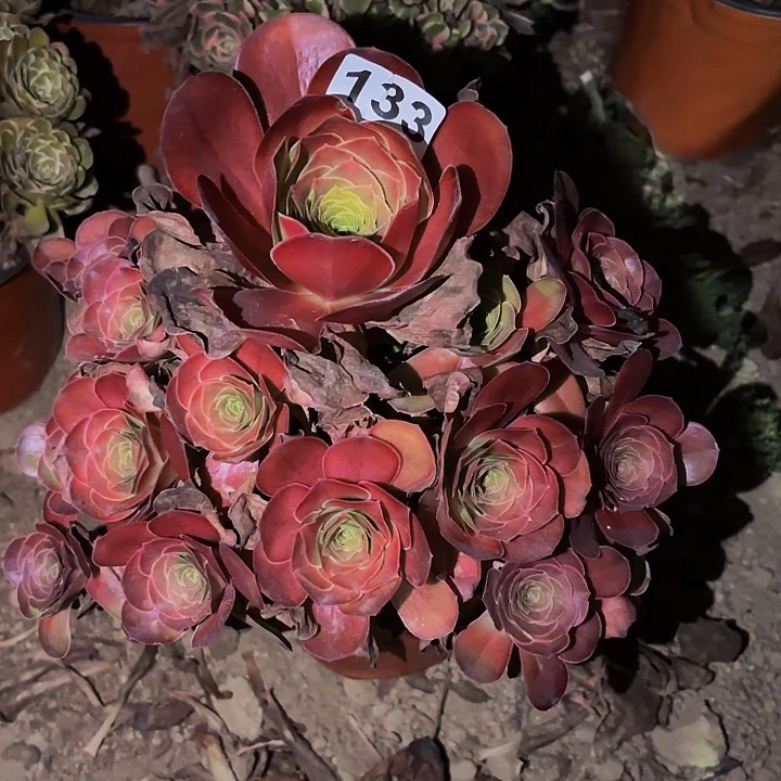 133魅金多肉植物不售后