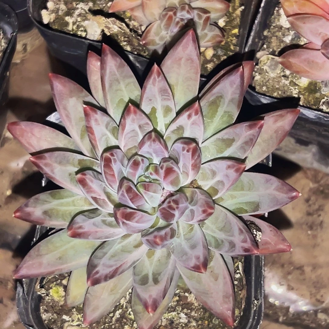 桔云多肉美人精品系列