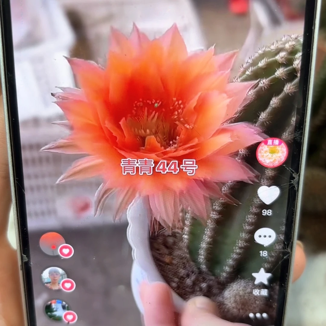 彩草44号5公分带崽8.9公分左右