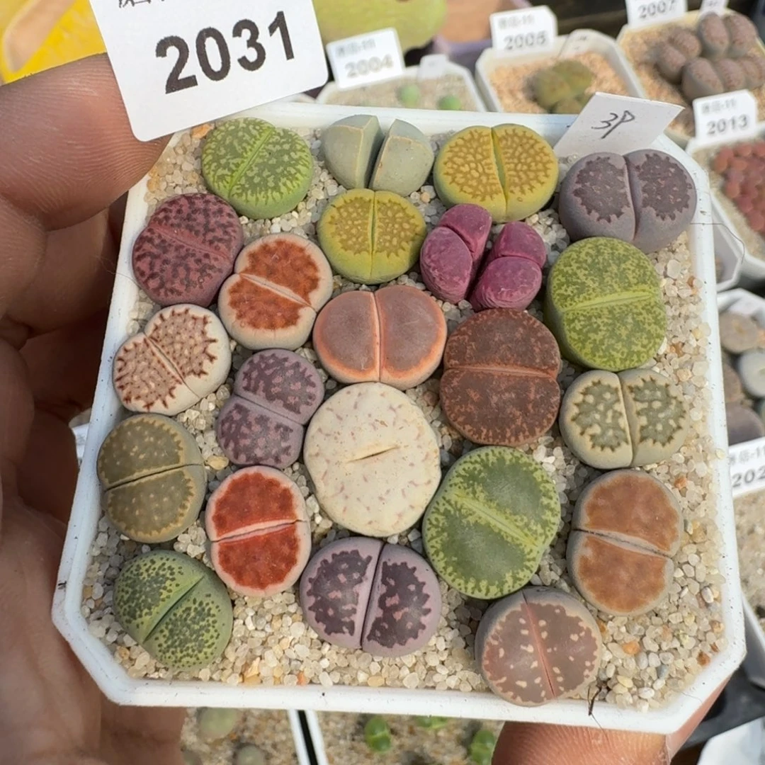 蘑菇蘑菇2031生石花彩套