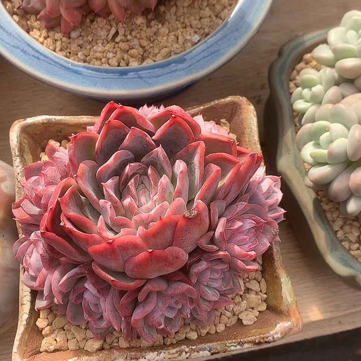 极致状态原始惊喜捧花