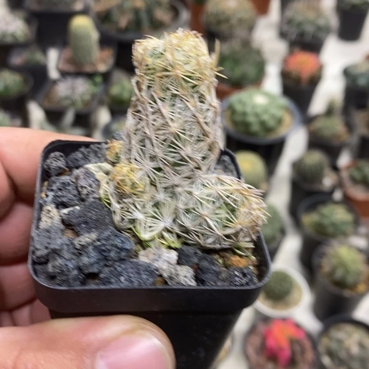 紫王子群特价福利