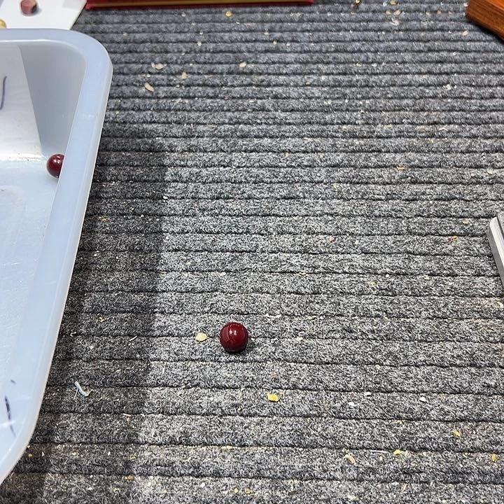 木002 大果紫檀（缅甸花梨）