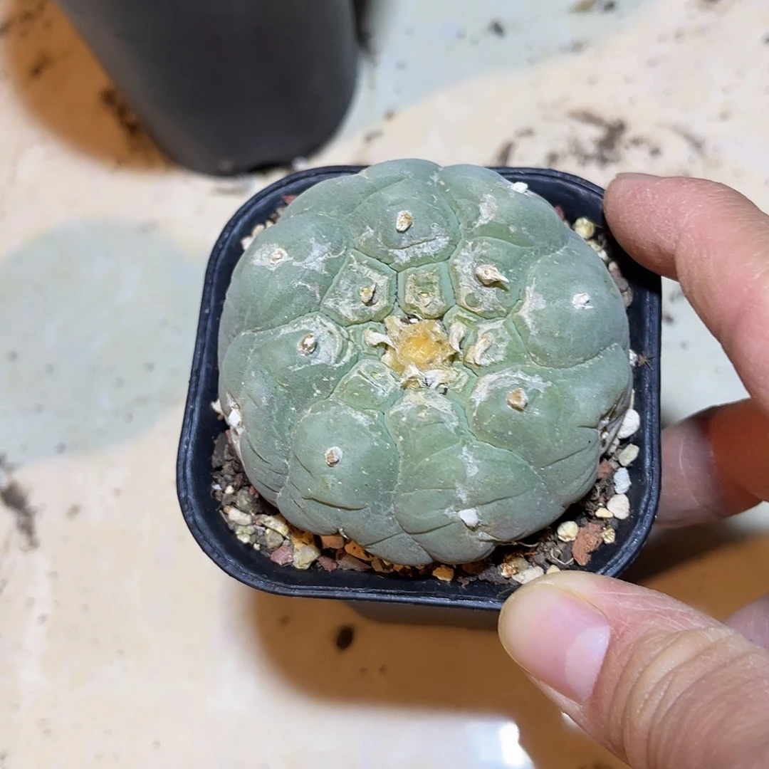 日系大尤龟甲银鱼一物一拍