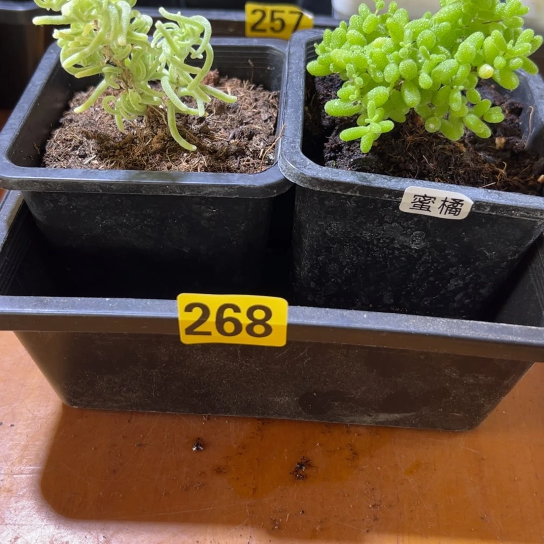 枝干番杏多肉植物268