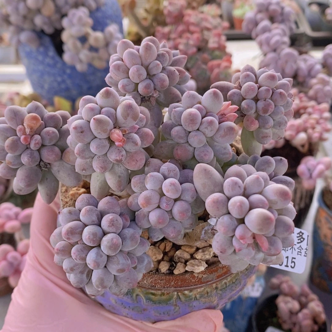 香水手指奶10cm015多肉植物