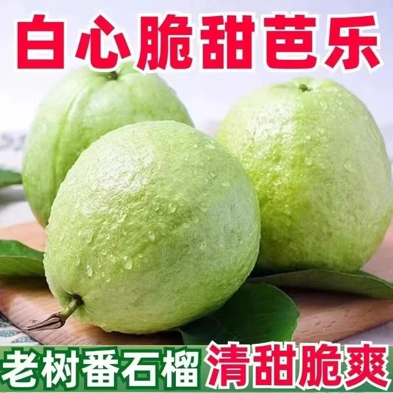 广东广西南方脆甜白心芭乐3斤番石榴新鲜热带水果季芭乐岭南水果