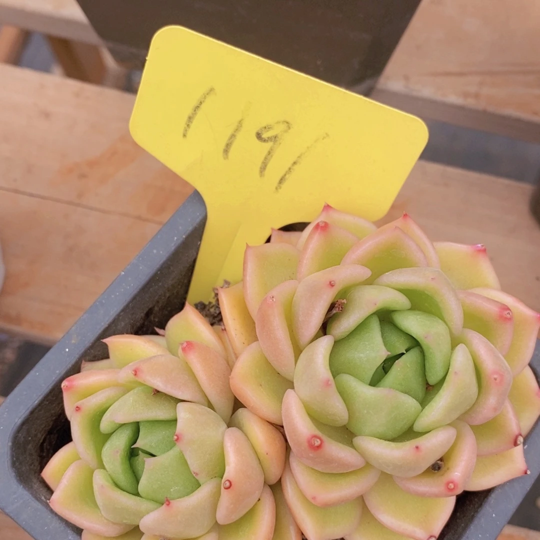 开心多肉，一物一拍，节日快乐