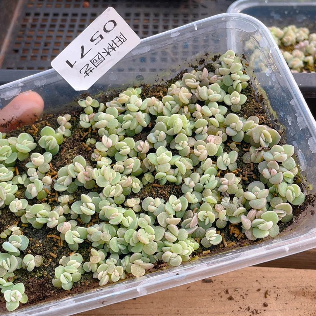 ，***n多肉植物多肉植物571