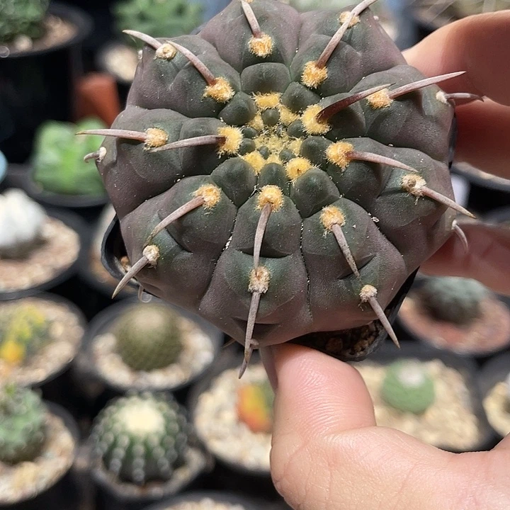 实生紫皮一本刺仙人球