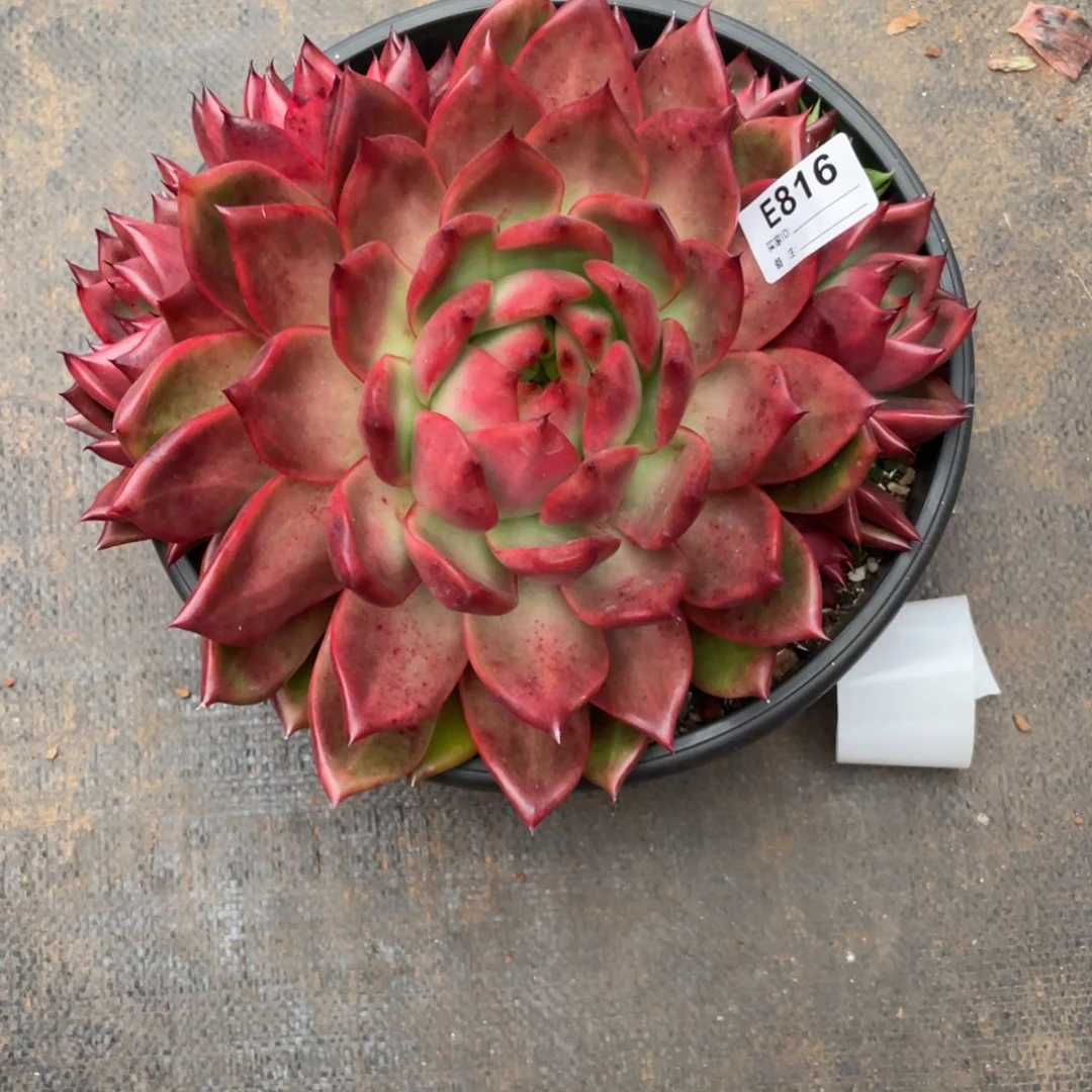 无花朵若如东云组拍E816