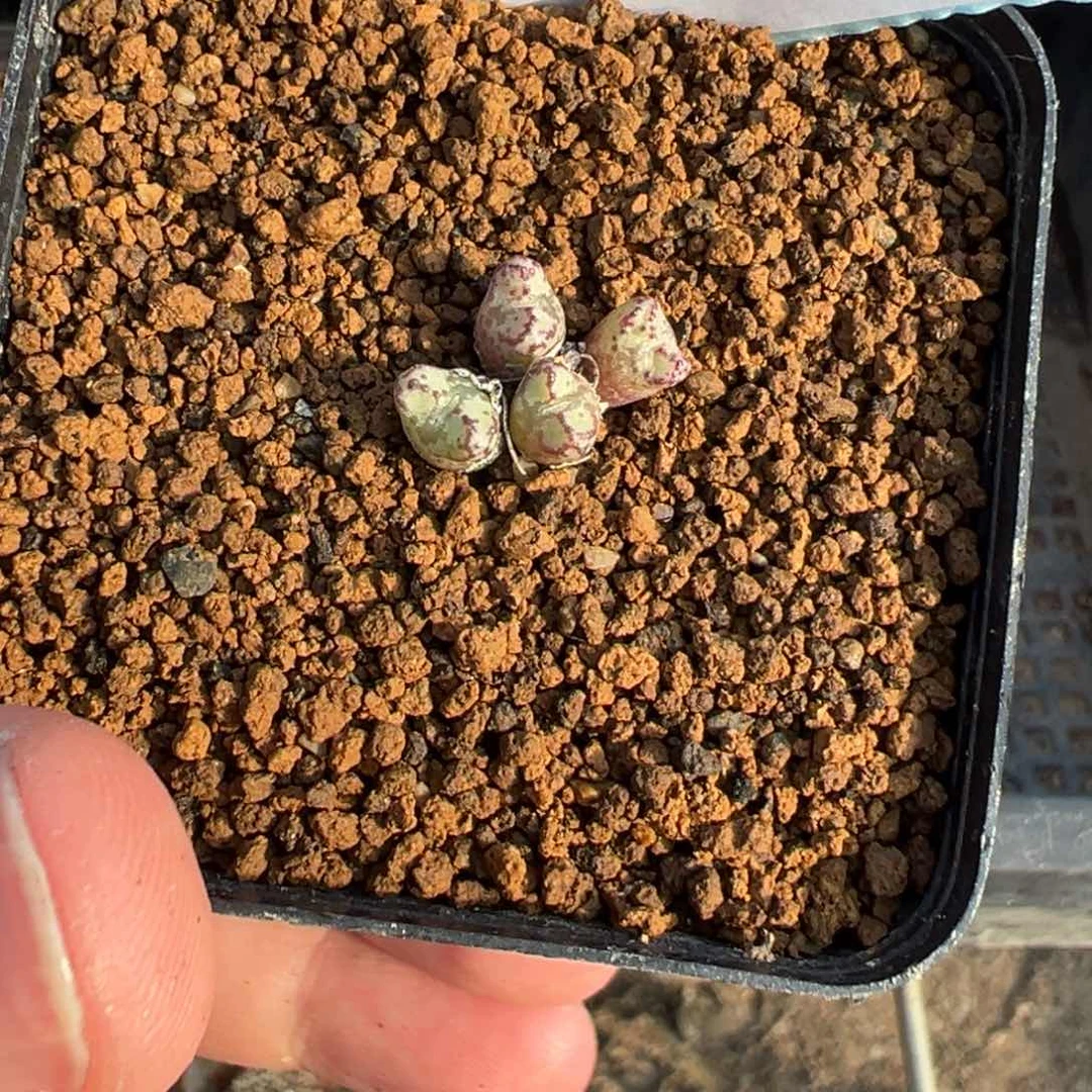 18-12肉锥多肉植物，