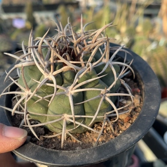 完全开放实生摩碧玉