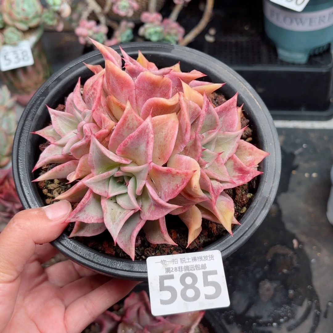 红饺子皮无盆土发货