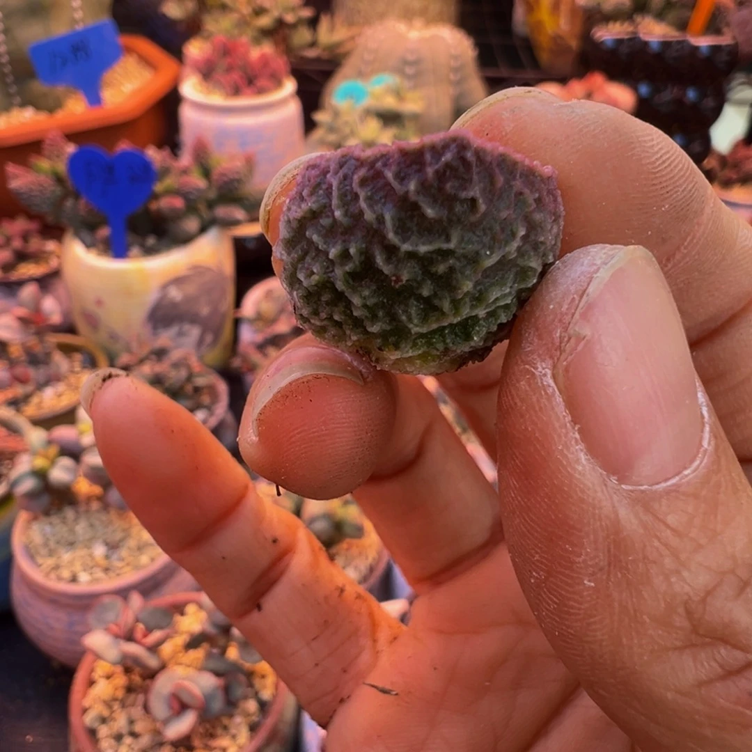 简***单好吧好嘛好吧好吗我