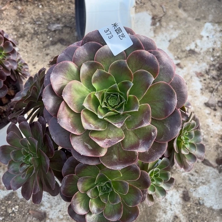 魅金玫瑰大手捧多肉植物373