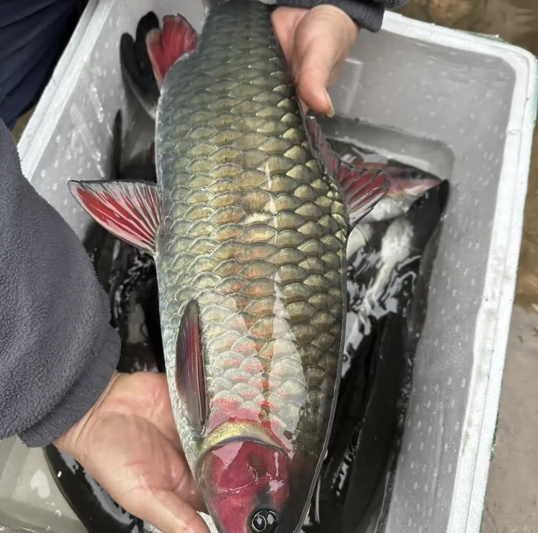 超大尺寸发色青竹鲤