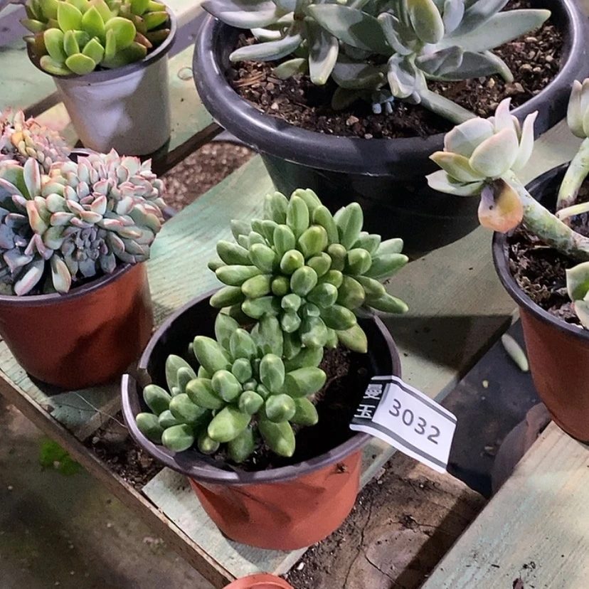 【闪购商品】千代田3032