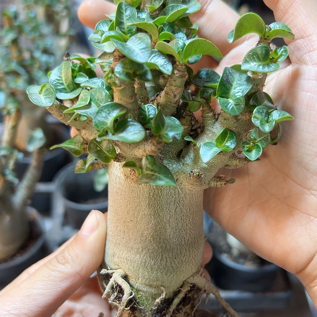 哥斯拉沙漠玫瑰4公分带盆