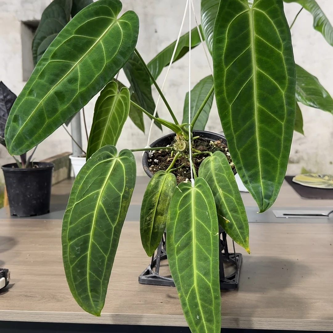 无花朵火鹤后花烛