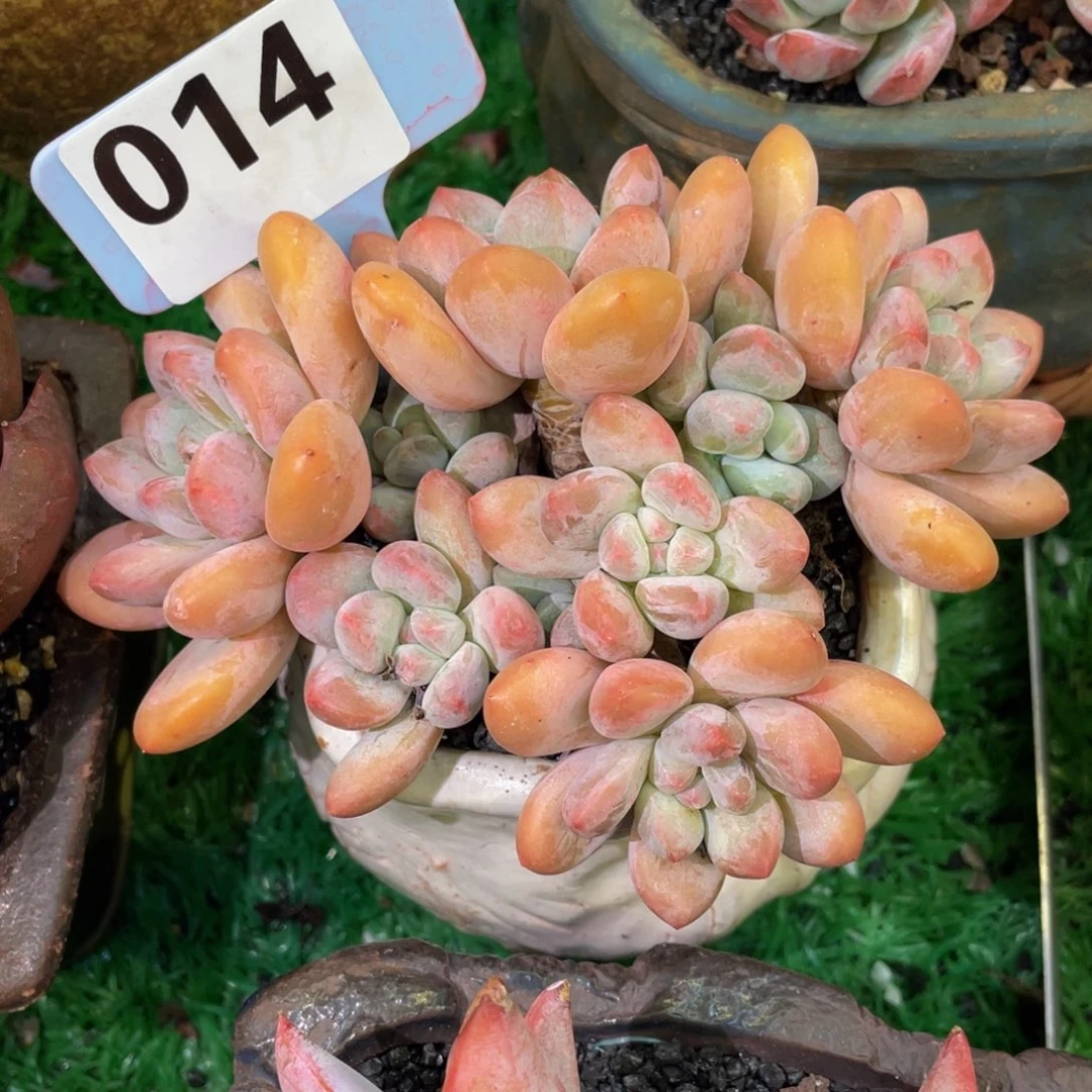 香水多肉植物盆栽多肉