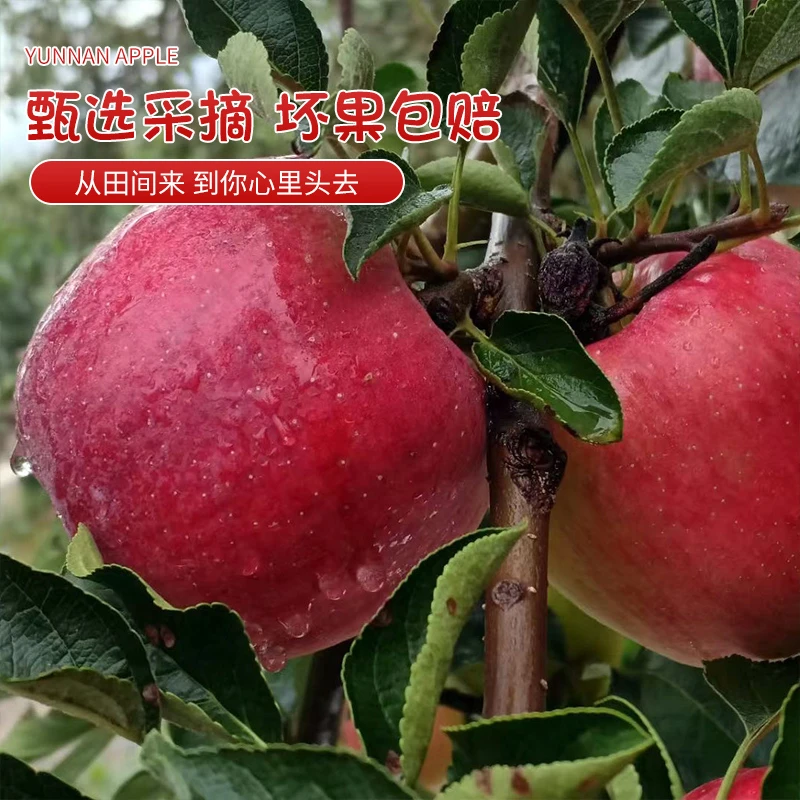 正宗云南昭通冰糖心红露丑苹果新鲜脆甜多汁产地直发孕妇水果纯甜