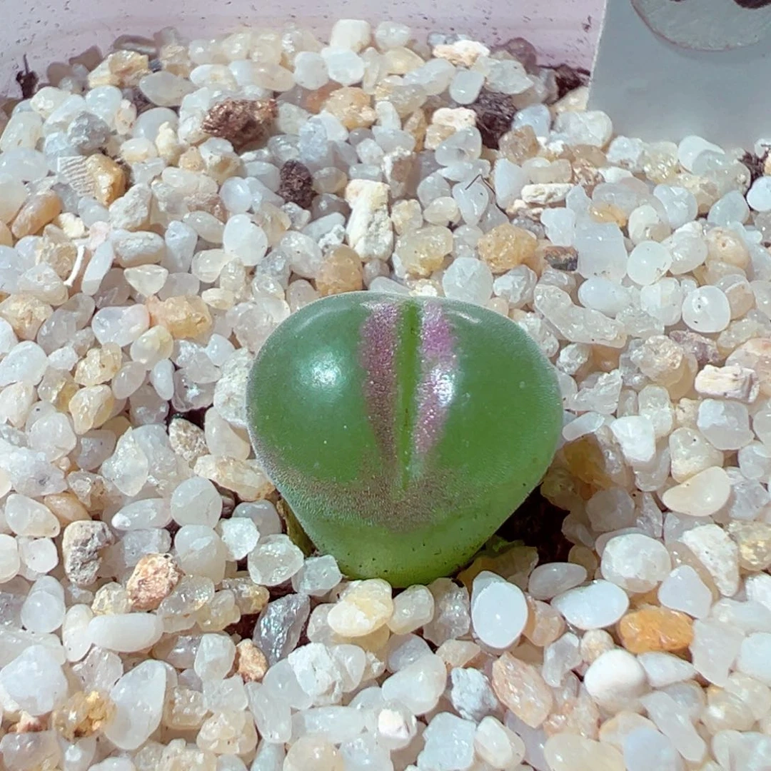 溺***鲸724-738多肉多肉多肉