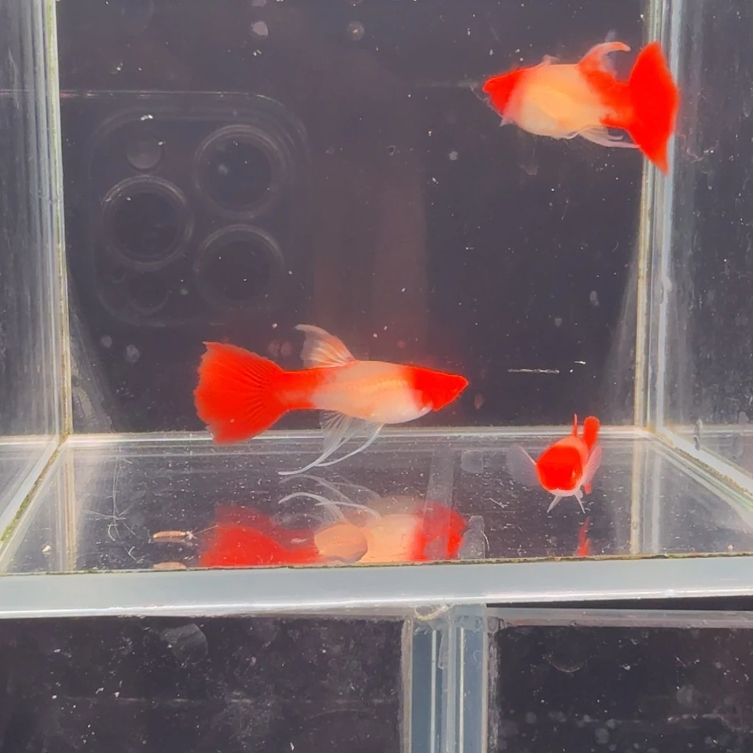 孔雀鱼鸿运当头缎带2母1公