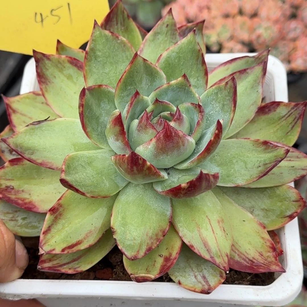 黄底拉丝惊鸿一物一拍包装收缩花旱451