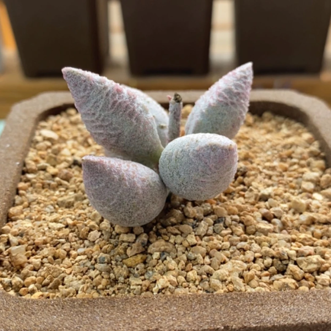 【闪购商品】无花朵莹石