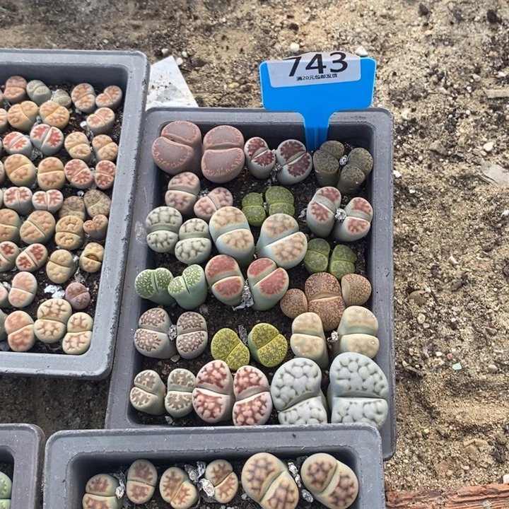 甜***筒生石花等植物的生长743