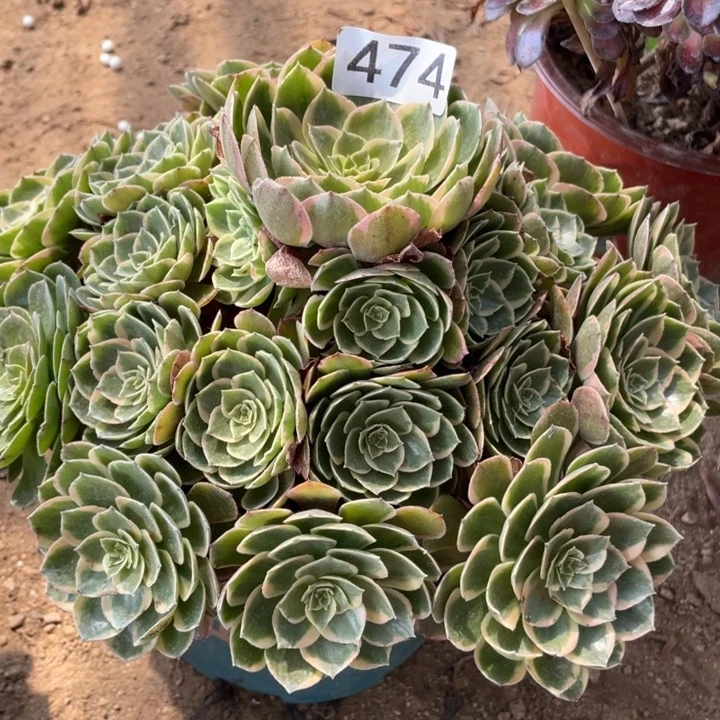 胖***号无花朵474多肉植物粉花妖
