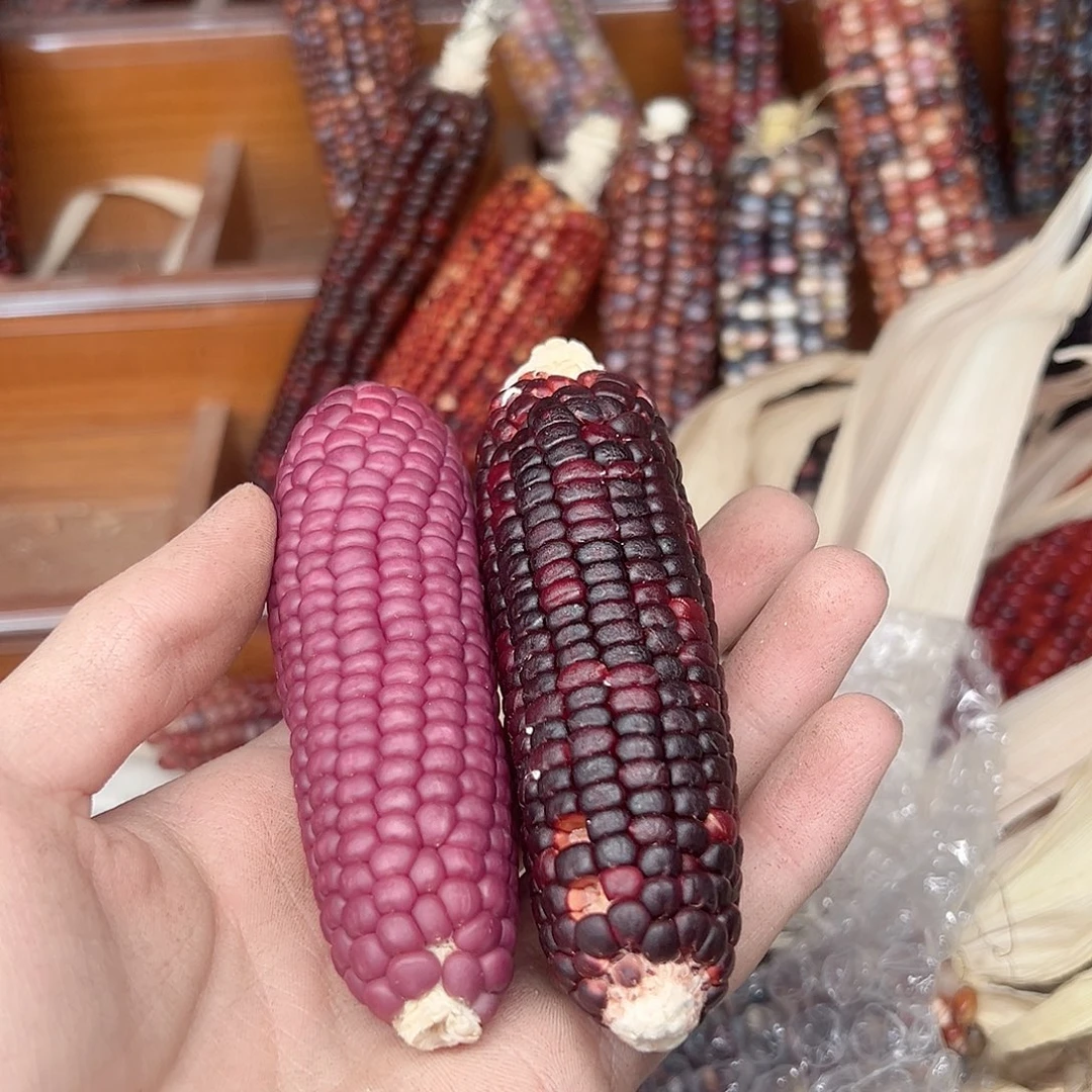 我****啦毛料毛料毛料毛料