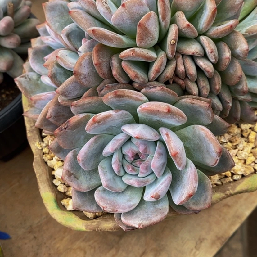 【闪购商品】虹*妹多肉植物