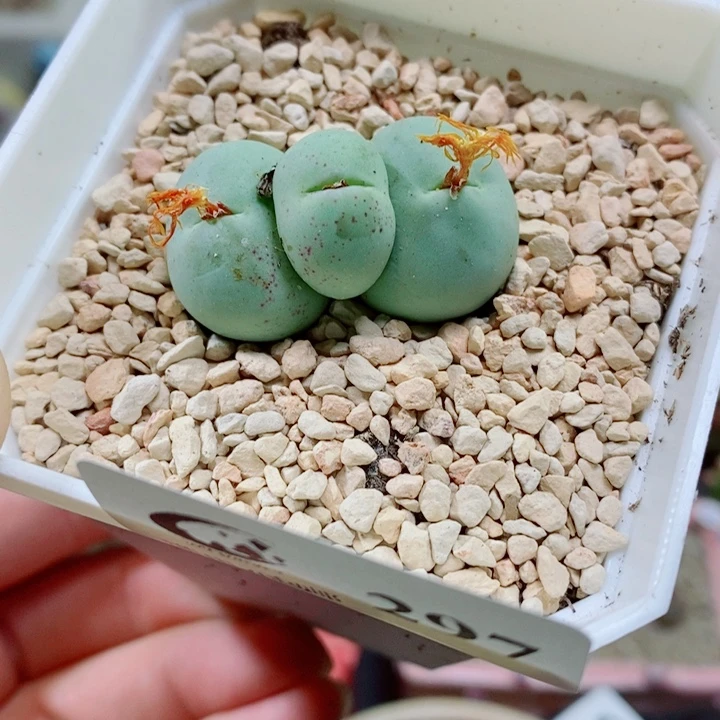 生石花花花花花花297