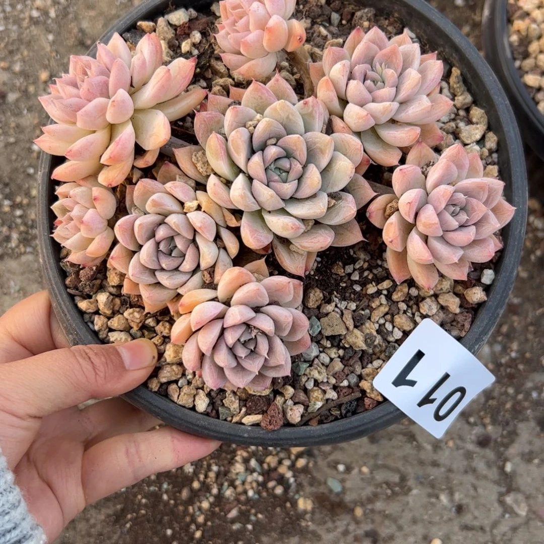 不****！011 多肉植物组合盆栽