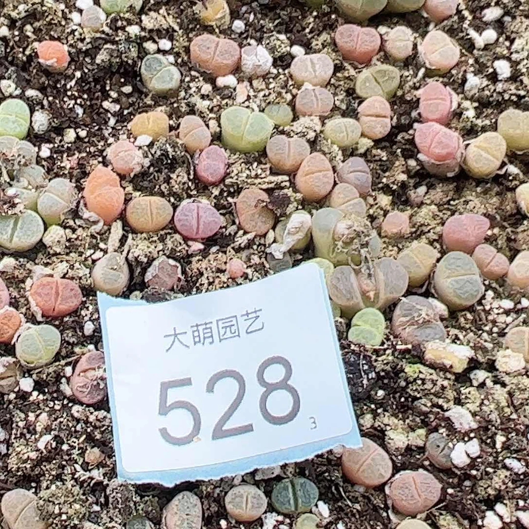 0000527量拍风铃混合8颗