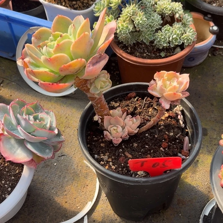 咖****骑兵碧桃多肉植物0 5