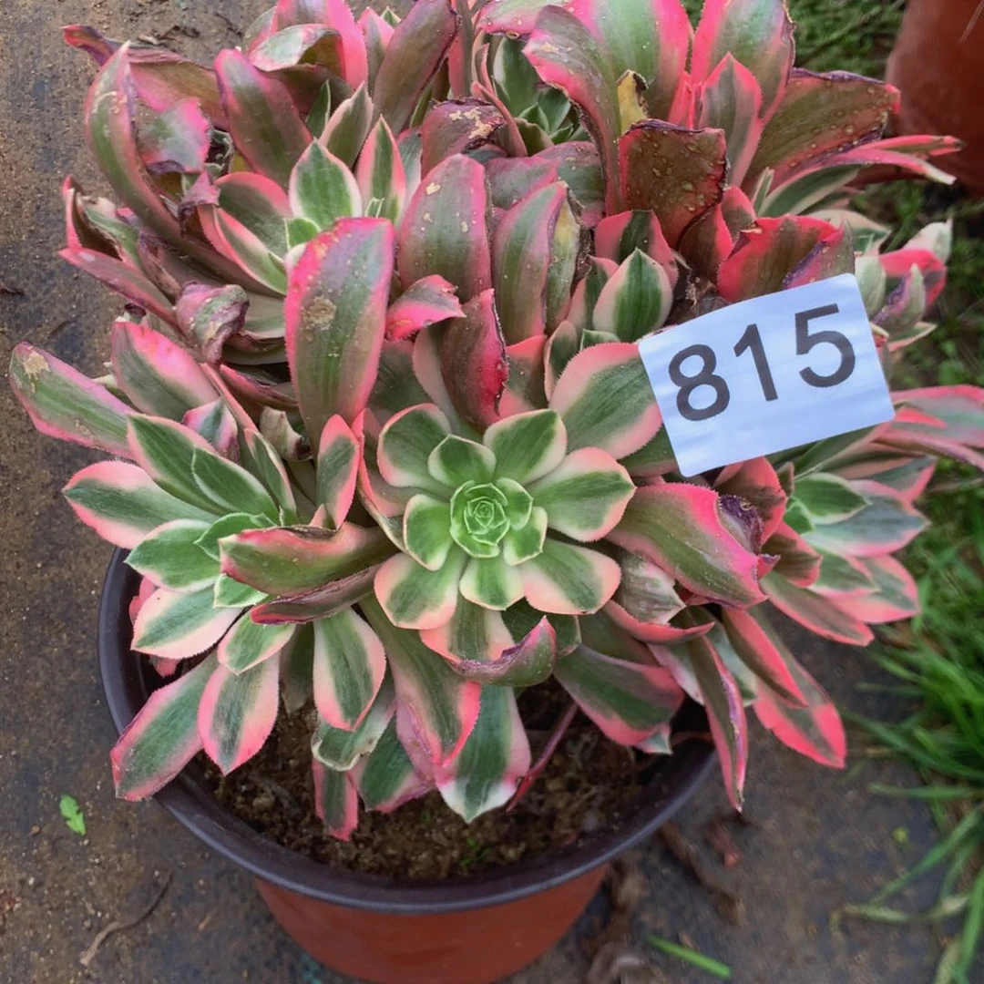 815女妖多肉植物