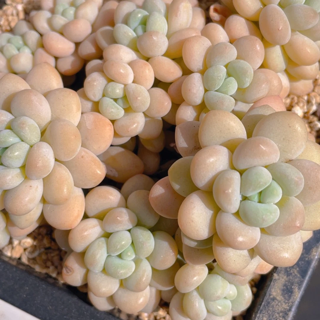 0211-33-精品奶油洛可可一颗